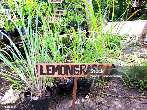 Lemongrass En Granja Orgánica De Abeja Foto de stock y más banco de imágenes de Hierba Limonera - Hierba Limonera, Huerto, Jardín de hierbas