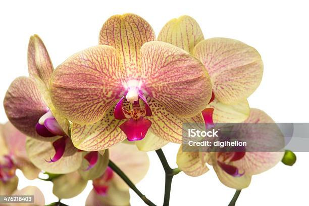 Hermosa Orquídea En Blanco Foto de stock y más banco de imágenes de Amarillo - Color - Amarillo - Color, Belleza de la naturaleza, Brote