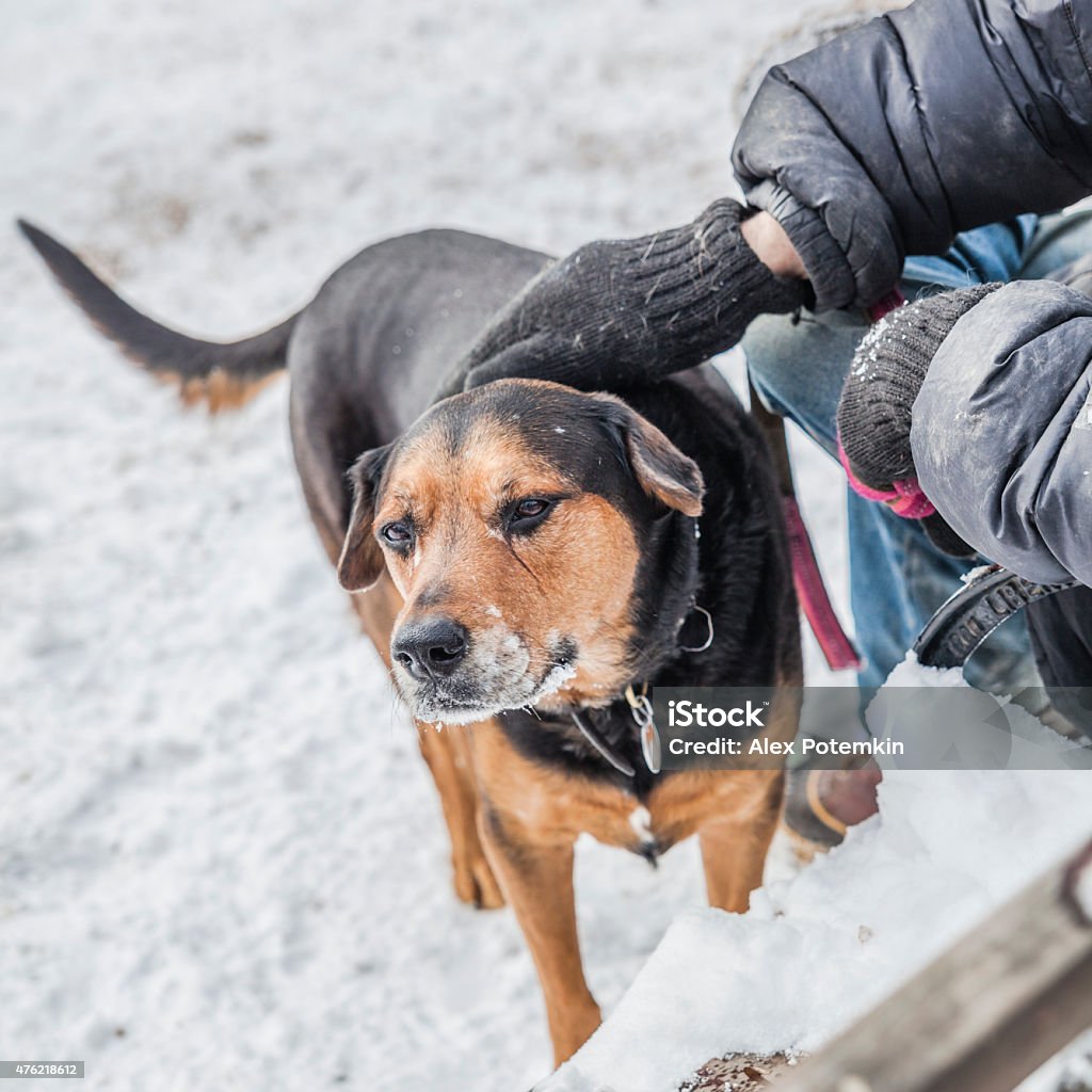 Man is petting a stray dog A man is petting a chestnut stray dog 2015 Stock Photo