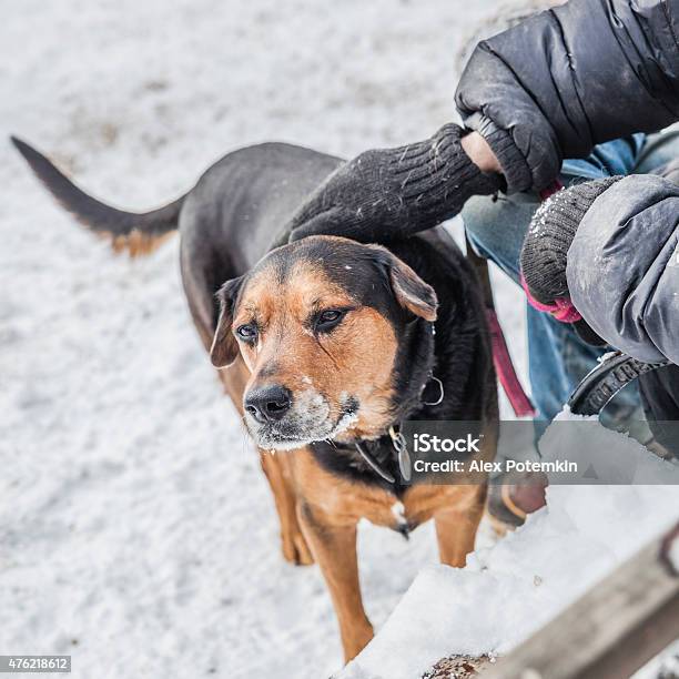 Man Is Petting A Stray Dog Stock Photo - Download Image Now - 2015, Adult, Animal Body Part
