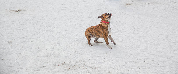 istock The dog on the snow 476218658