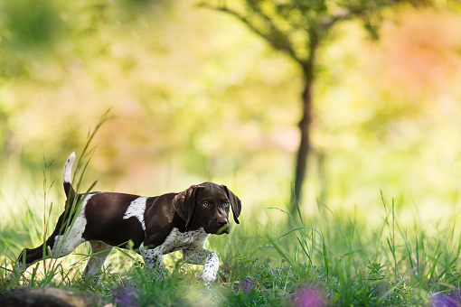 A German Shorthaired Pointer puppy in the field, learning how to hunt.