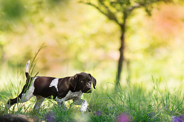german short-haired pointer puppy on the hunt - alman kısa tüylü pointeri stok fotoğraflar ve resimler