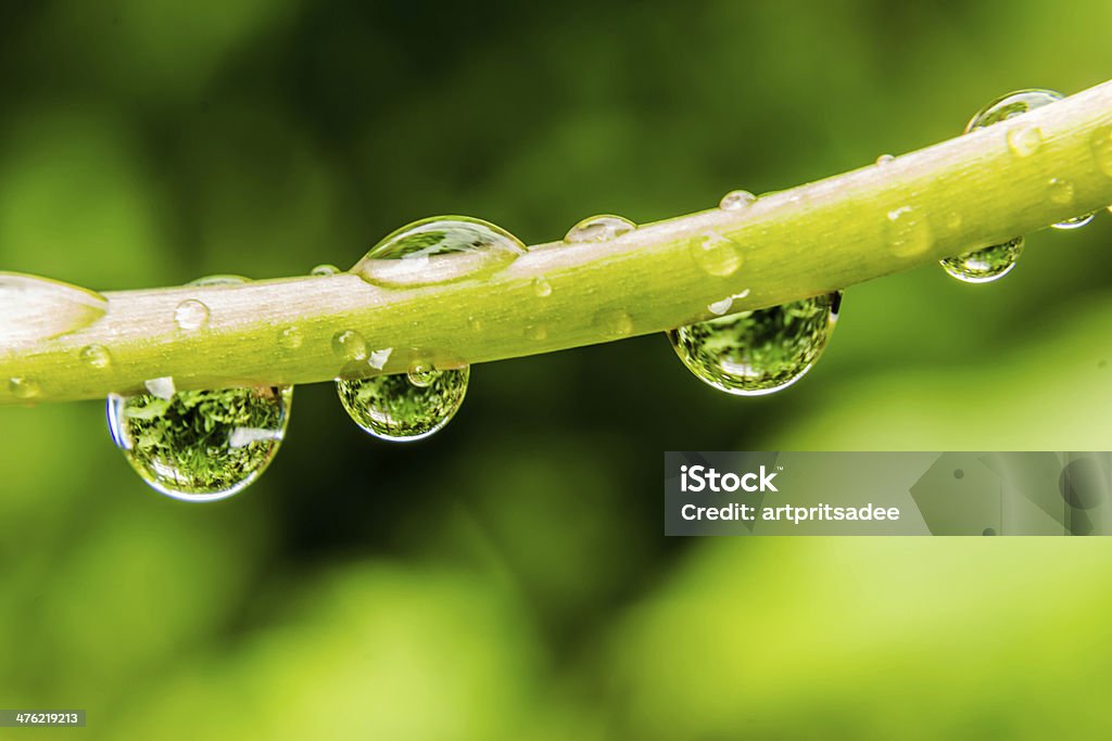 Frische Gras mit dew drops Nahaufnahme - Lizenzfrei Blatt - Pflanzenbestandteile Stock-Foto