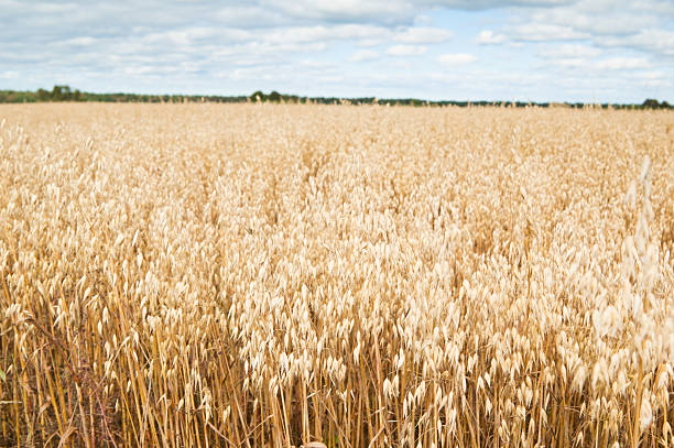 istock Field of a ripening oats 476219553