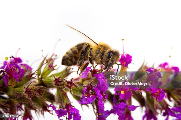 Isolato Honeybee Raccolta Di Miele - Fotografie stock e altre immagini di Ala di animale - Ala di animale, Ambientazione esterna, Animale