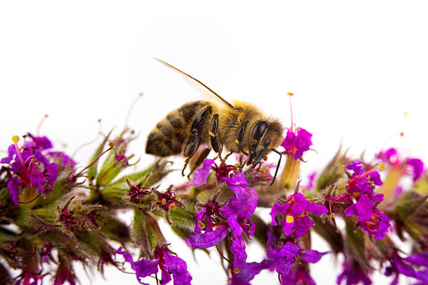 istock Isolated honeybee collecting honey 476219881