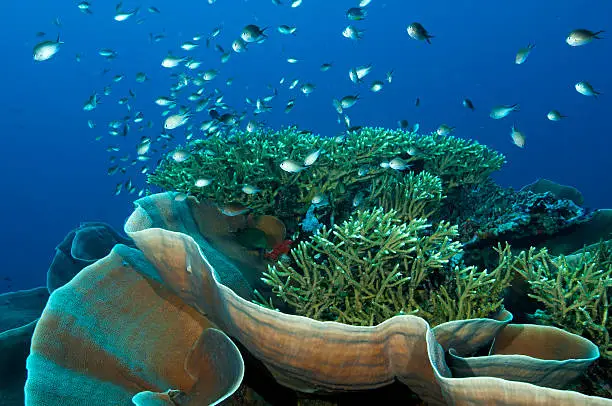 Reef scenic Sulawesi Indonesia