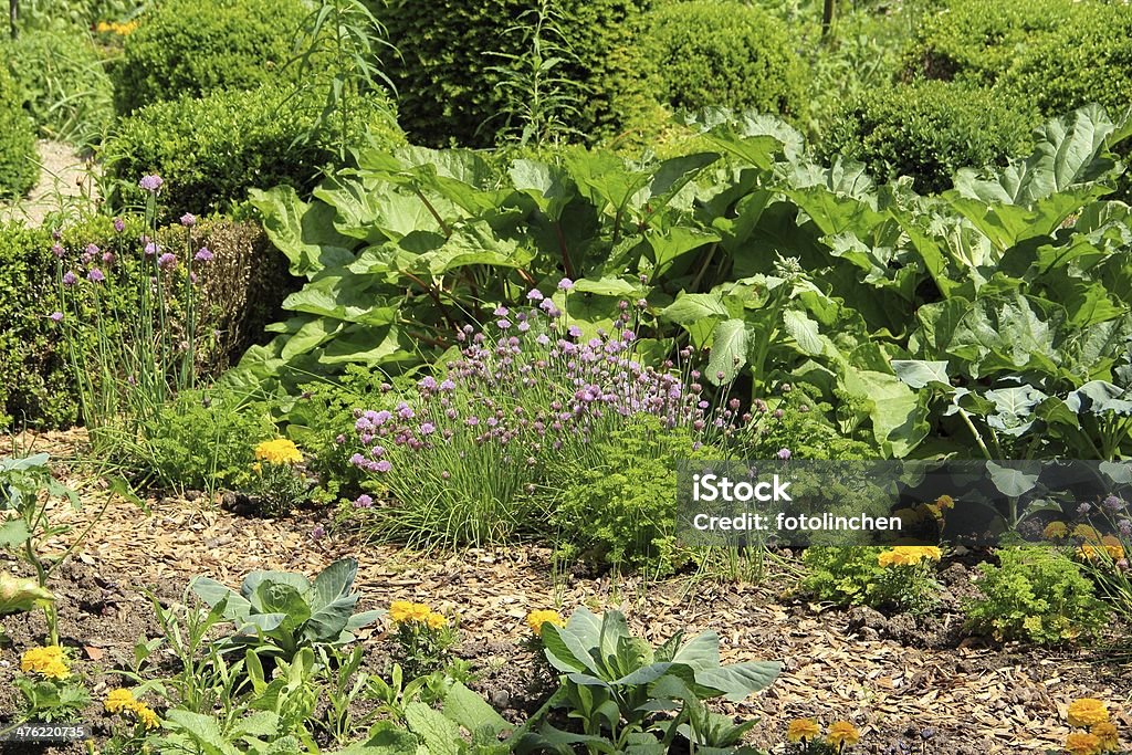 Big jardín de vegetales - Foto de stock de Jardín de hierbas libre de derechos