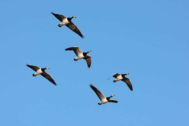 istock Barnacle goose, Branta leucopsis 476221191