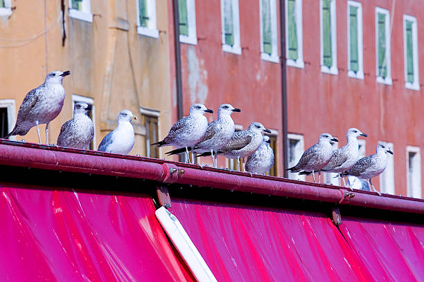 Seagulls waiting for food stock photo
