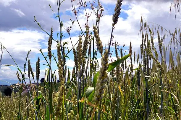 Photo of Italy, Wheat Field