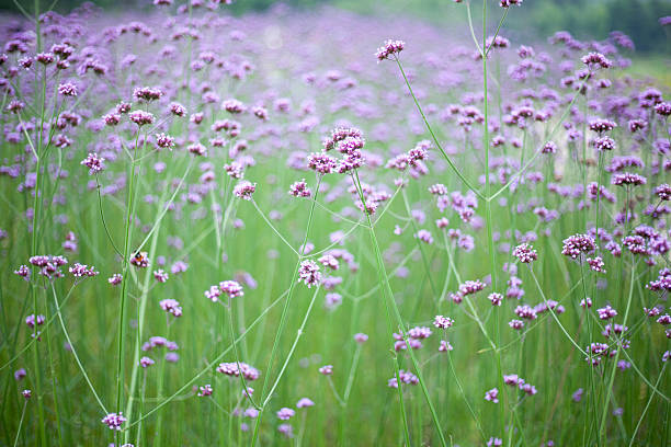 istock verbena flower background 476222526
