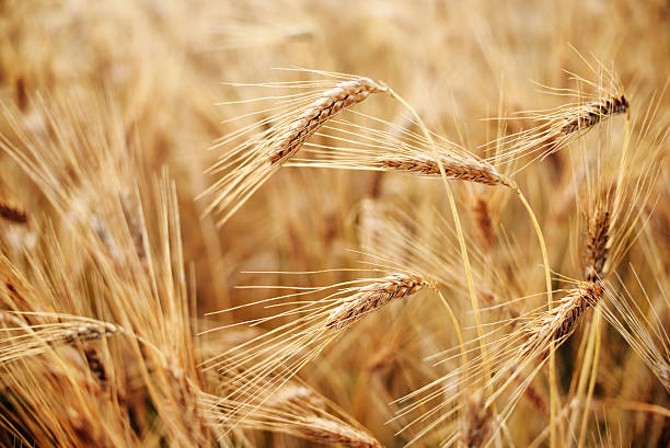 жесткий красный пшеница - homegrown produce wheat organic crop стоковые фото и изображения