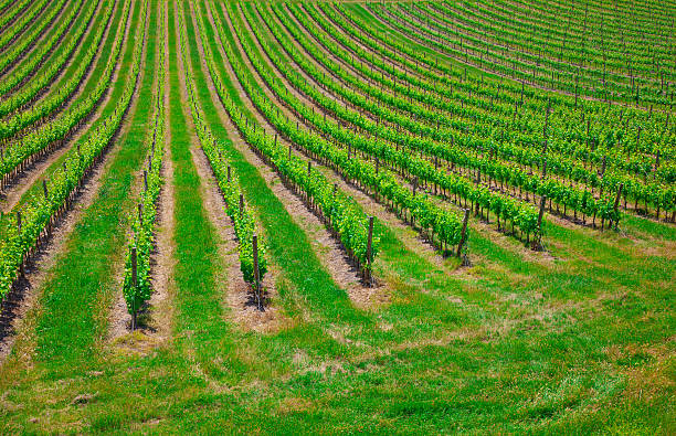 istock Gorgeous view on beautiful green vines 476223272