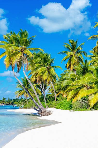 istock Caribbean beach with white sand and palm trees 476223730