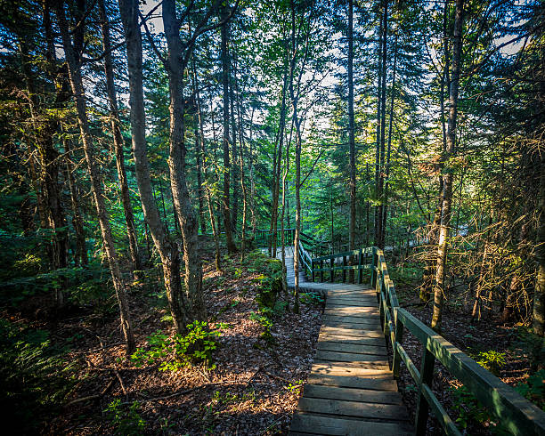 710+ Parque Nacional La Mauricie Fotografías de stock, fotos e imágenes