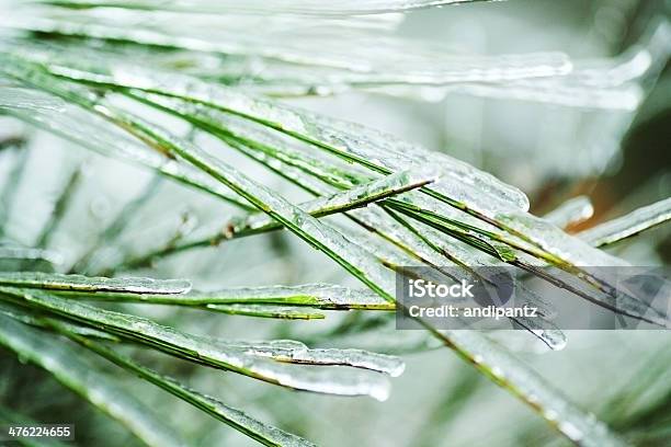 Gelo Com Agulhas De Pinho - Fotografias de stock e mais imagens de Agulha - Parte de planta - Agulha - Parte de planta, Ao Ar Livre, Beleza natural