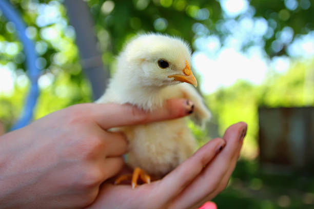 istock Little chicken sitting on a palm. 476225924