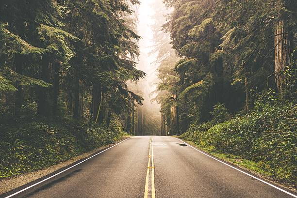 istock Foggy Redwood Highway 476226168