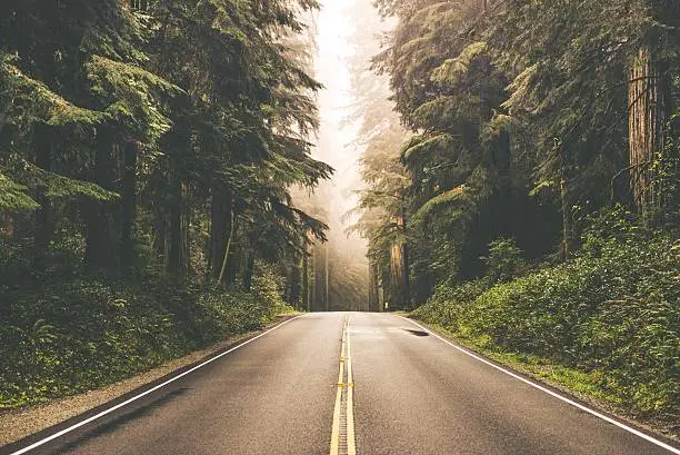Photo of Foggy Redwood Highway