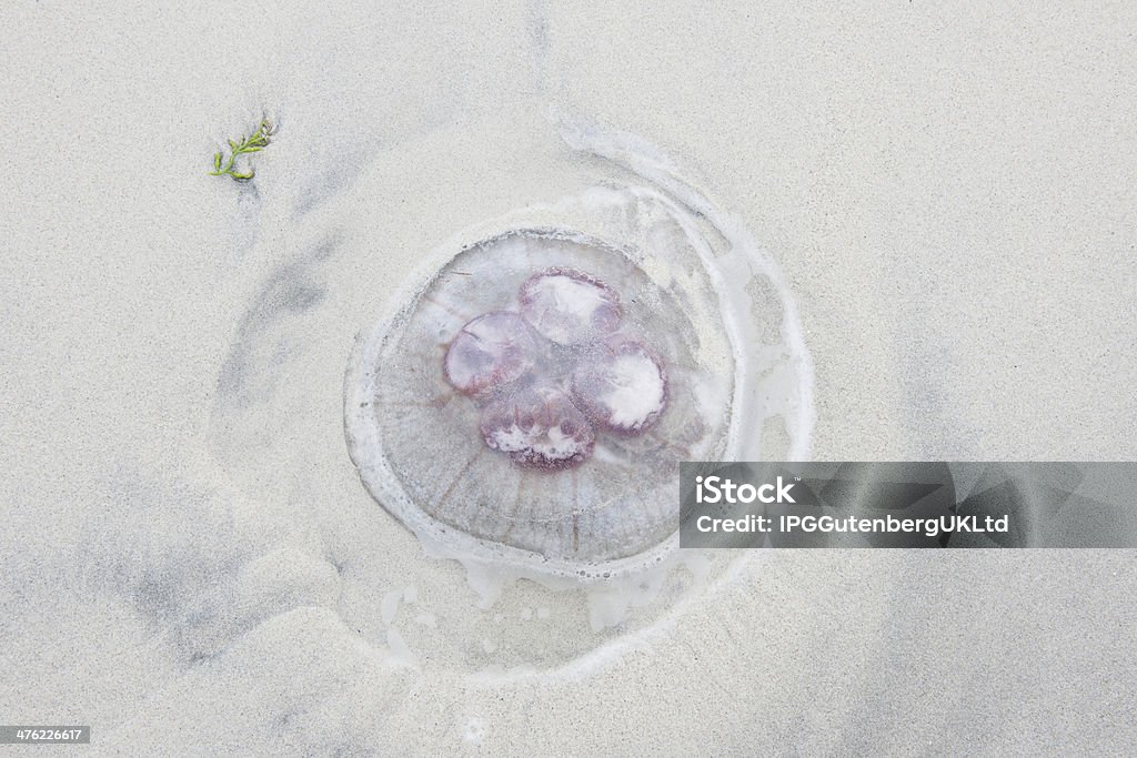 Medusa na praia - Royalty-free Ao Ar Livre Foto de stock