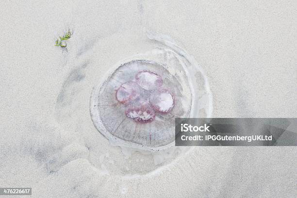 Medusa Na Praia - Fotografias de stock e mais imagens de Ao Ar Livre - Ao Ar Livre, Areia, Bege