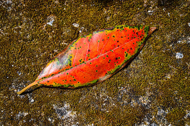 istock Colorful leaf on a mossy rock background. 476228082