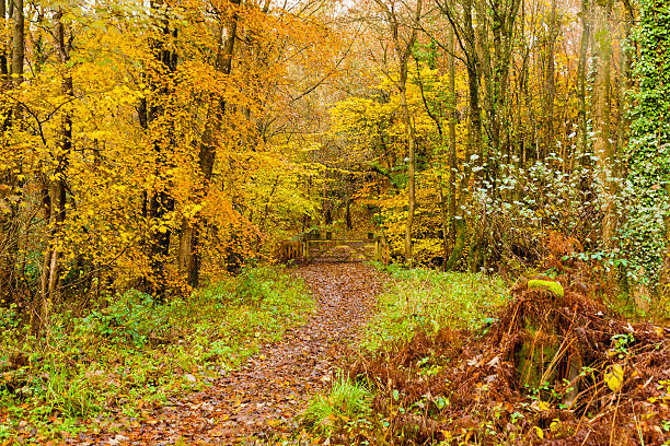 Autumn colours, woodland walk, November 2013 stock photo