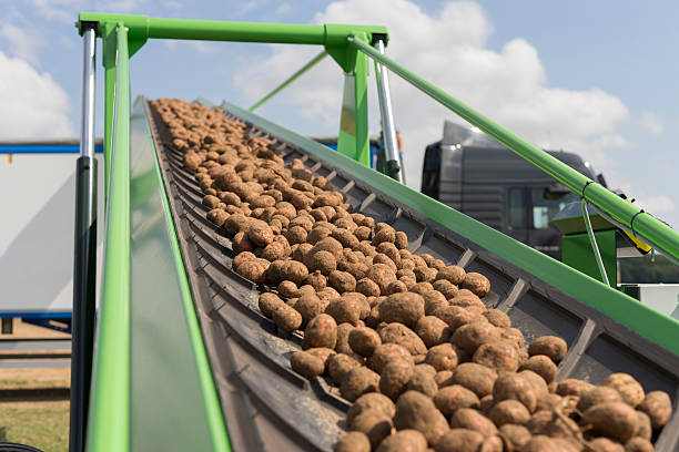 Harvesting potatoes in summer