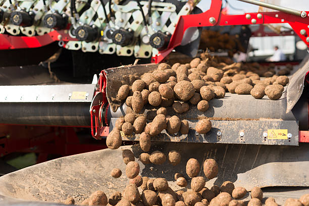 istock Harvesting potatoes in summer 476228310