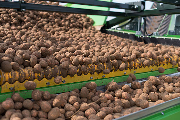 istock Harvesting potatoes in summer 476228670
