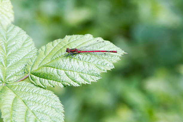 Red damselfly Red damselfly perched on a leaf closeup anthropoda stock pictures, royalty-free photos & images