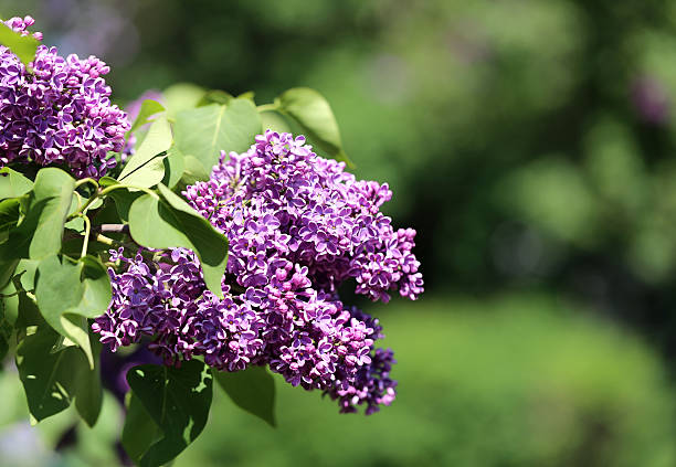 istock Beautiful spring flowers lilac 476229074