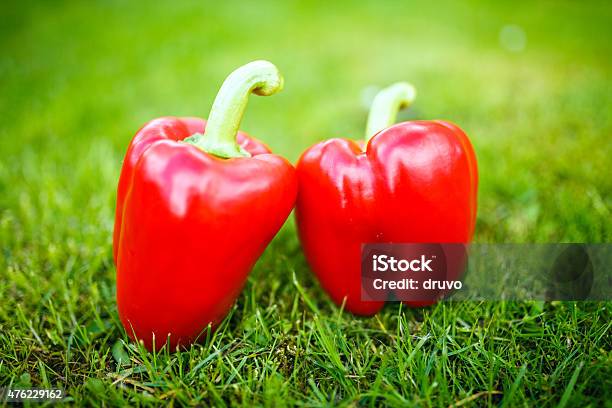 Red Bell Peppers Stock Photo - Download Image Now - 2015, Agricultural Field, Agriculture