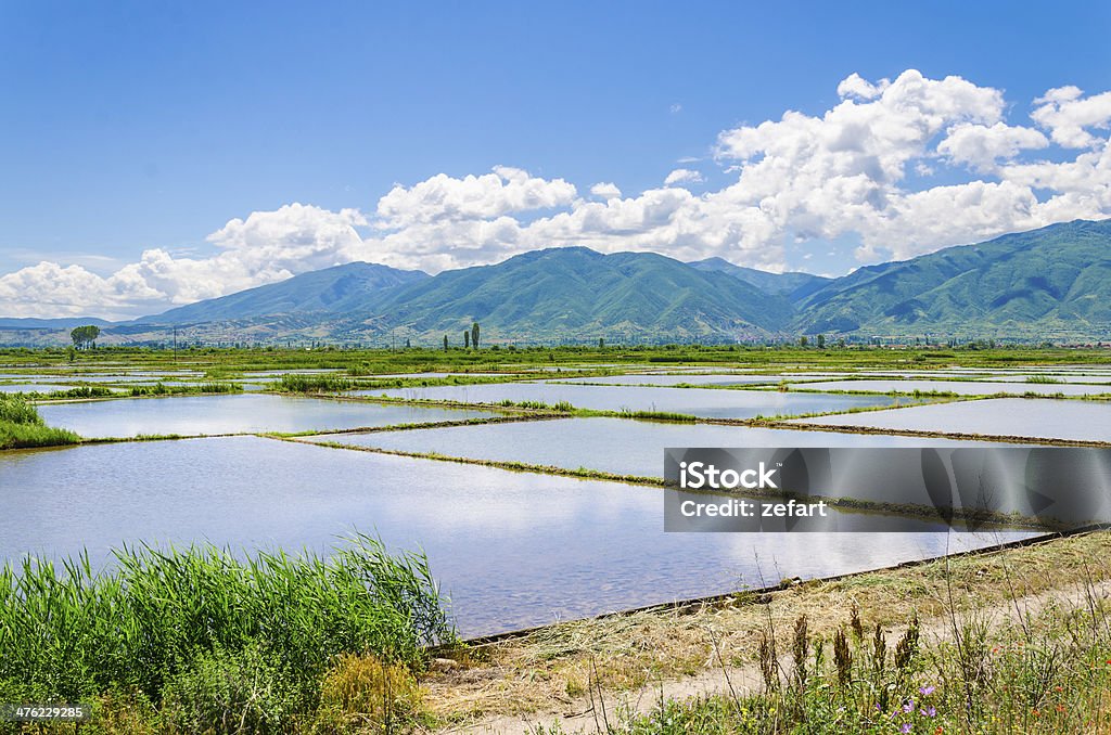 Risaia campi d'acqua e riflessione di cielo - Foto stock royalty-free di Acqua