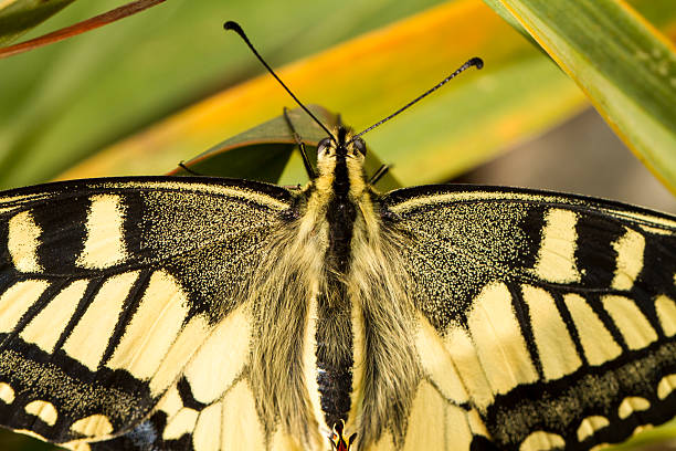 (papilio machaon piękne swallowtail motyl owad) - grand manan island zdjęcia i obrazy z banku zdjęć