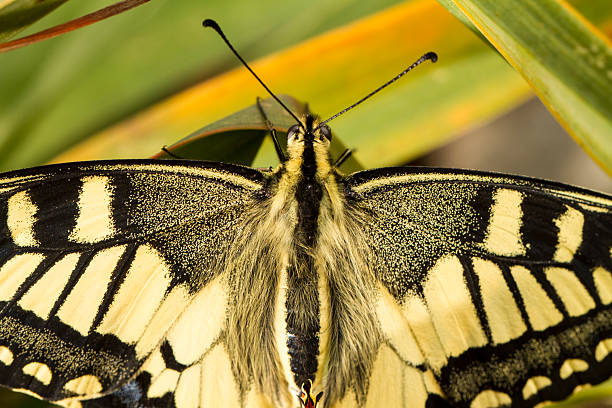 linda andorinha (papilio glaucus insetos machaon) - grand manan island - fotografias e filmes do acervo