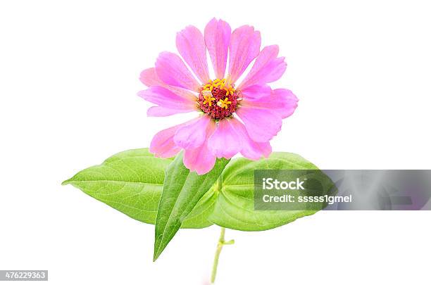 Rosa Fiore Isolato Su Sfondo Bianco - Fotografie stock e altre immagini di Affettuoso - Affettuoso, Bellezza, Bellezza naturale