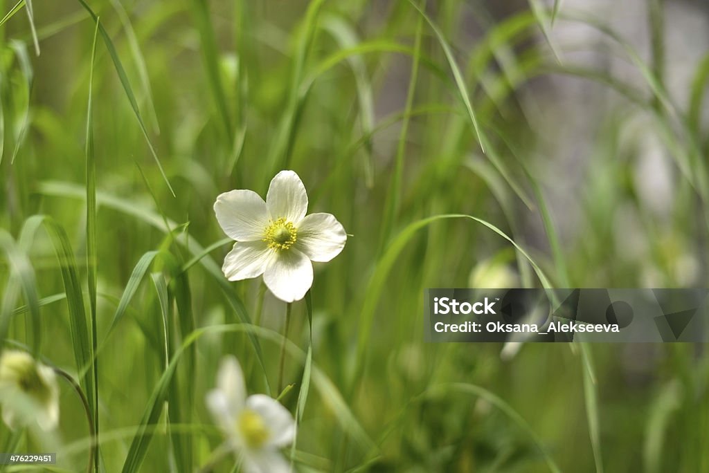 Wald Blumen occidentalis - Lizenzfrei Blatt - Pflanzenbestandteile Stock-Foto