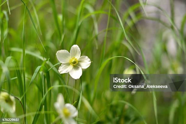 Wald Blumen Occidentalis Stockfoto und mehr Bilder von Blatt - Pflanzenbestandteile - Blatt - Pflanzenbestandteile, Blume, Blütenblatt