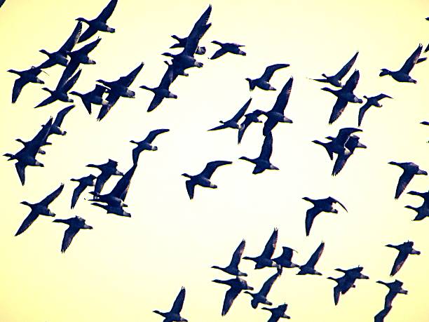 istock flock of canadian geese migrating 476229818