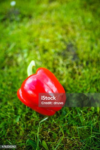 Red Bell Pepper Stock Photo - Download Image Now - 2015, Agricultural Field, Agriculture