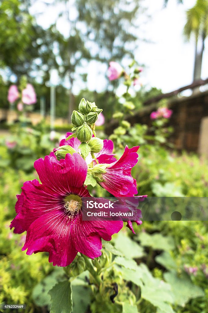 Rosa Flores de hibisco. - Royalty-free Amarelo Foto de stock