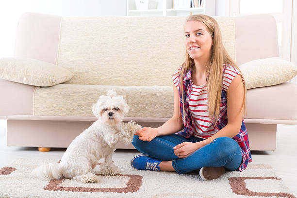 istock Cute Maltese dog giving a paw 476232515