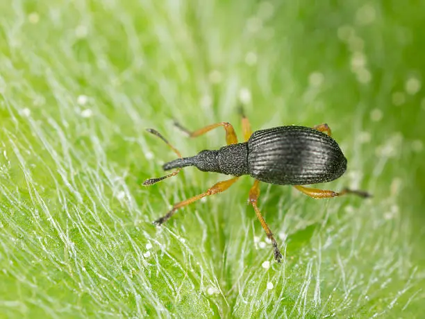 Digital photo of a white-clover seed weevil, Protapion fulvipes on leaf.