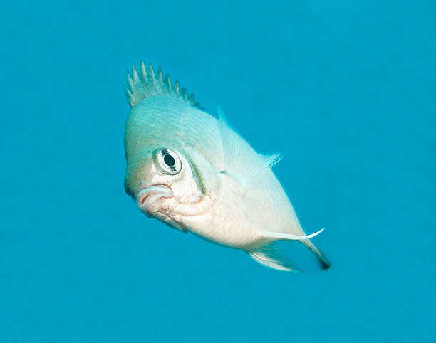 istock Pale damselfish swimming in blue water 476233205