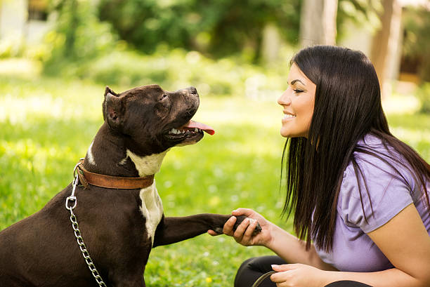 Best Friends Cute stafford terrier giving paw to a young girl in the park. animal hand stock pictures, royalty-free photos & images