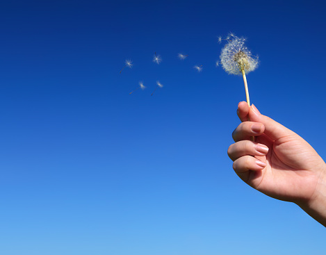 Dandelion spreading seeds in female hand on background of blue sky