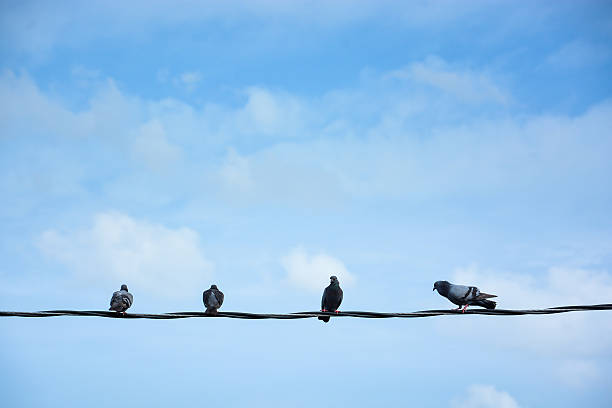 istock Group of birds on wire 476233830